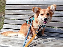 DARYA, Hund, Mischlingshund in Kirchheim