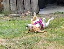 FENYA, Hund, Beagle in Kaisheim