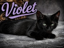 VIOLET, Katze, Europäisch Kurzhaar in Portugal