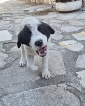 SMILLA, Hund, Mischlingshund in Bulgarien