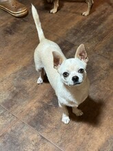 SIMBA, Hund, Chihuahua in Homberg