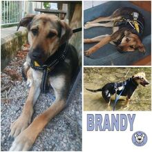 BRANDY, Hund, Mischlingshund in Eichenau