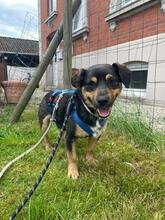 TEO, Hund, Mischlingshund in Hamburg