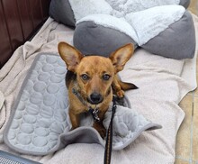 MEGAN, Hund, Mischlingshund in Mannheim