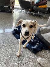FRISKIE, Hund, Mischlingshund in Bochum