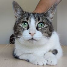ARTEMISA, Katze, Europäisch Kurzhaar in Spanien