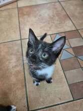 SAMI, Katze, Europäisch Kurzhaar Mix in Wendelstein