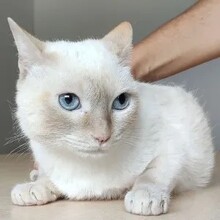 SAMBA, Katze, Thai-Siam in Spanien
