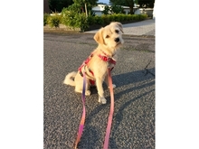 INGRI, Hund, Mischlingshund in Bergisch Gladbach