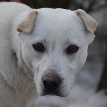 DUSTIN, Hund, Mischlingshund in Ungarn