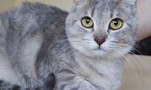 PILA, Katze, Europäisch Kurzhaar in Spanien