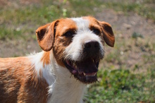 MAX, Hund, Mischling in Italien