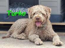 TURKO, Hund, Wasserhund in Spanien