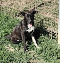 JENNY, Hund, Mischling in Italien