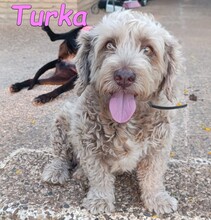 TURKA, Hund, Wasserhund in Spanien