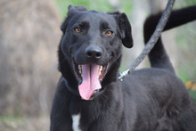 LACY, Hund, Mischlingshund in Ungarn