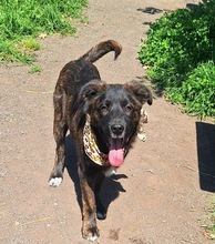 METES, Hund, Mischlingshund in Italien