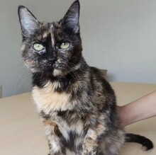 DAVINIA, Katze, Europäisch Kurzhaar in Kellinghusen