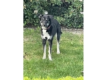 TONIA, Hund, Mischlingshund in Langensendelbach