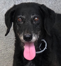 TENIA, Hund, Mischlingshund in Italien