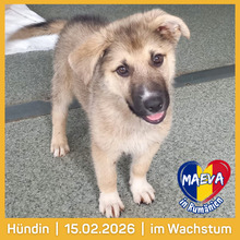 MAEVA, Hund, Mischlingshund in Waakirchen