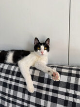 KLEOPATRA, Katze, Hauskatze in Rumänien
