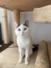 SELI, Katze, Hauskatze in Rumänien