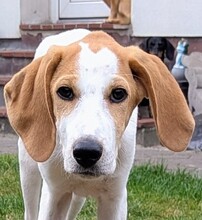 ILBIONDO, Hund, Mischlingshund in Bremen