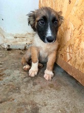SELIA, Hund, Mischlingshund in Pottenstein