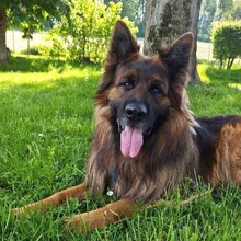 HANK, Hund, Deutscher Schäferhund in Eslohe
