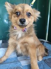 COCO, Hund, Spitz-Mix in Slowakische Republik