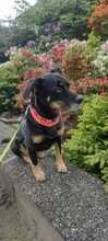 PEPPER, Hund, Mischlingshund in Bramsche