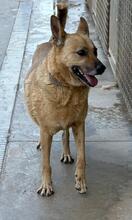 LISA, Hund, Schäferhundmischling in Spanien