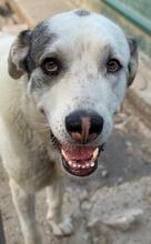 PERICO, Hund, Mischling in Spanien