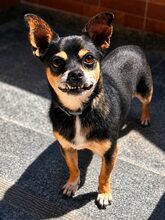 NINO, Hund, Mischlingshund in Griechenland