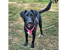NICE, Hund, Mischlingshund in Mainhardt