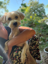 OLLI, Hund, Mischlingshund in Rumänien