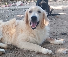 IRO, Hund, Mischlingshund in Griechenland