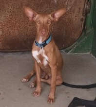 KIKO, Hund, Podenco Andanluz in Spanien