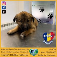 PEANUT, Hund, Mischlingshund in Rumänien