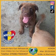 WANJA, Hund, Mischlingshund in Rumänien