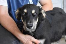 RUMIRO, Hund, Mischlingshund in Italien