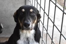 RORIK, Hund, Mischlingshund in Italien