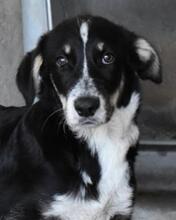 RALYA, Hund, Mischlingshund in Italien