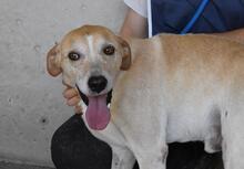 MELYOR, Hund, Mischlingshund in Italien