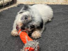 PEPS, Hund, Mischlingshund in Rumänien