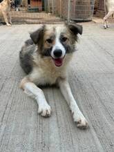 RHIANA, Hund, Mischlingshund in Rumänien
