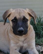 INGO, Hund, Mischlingshund in Italien