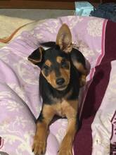 MAGGY, Hund, Mischlingshund in Rumänien