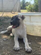 INGA, Hund, Mischlingshund in Italien